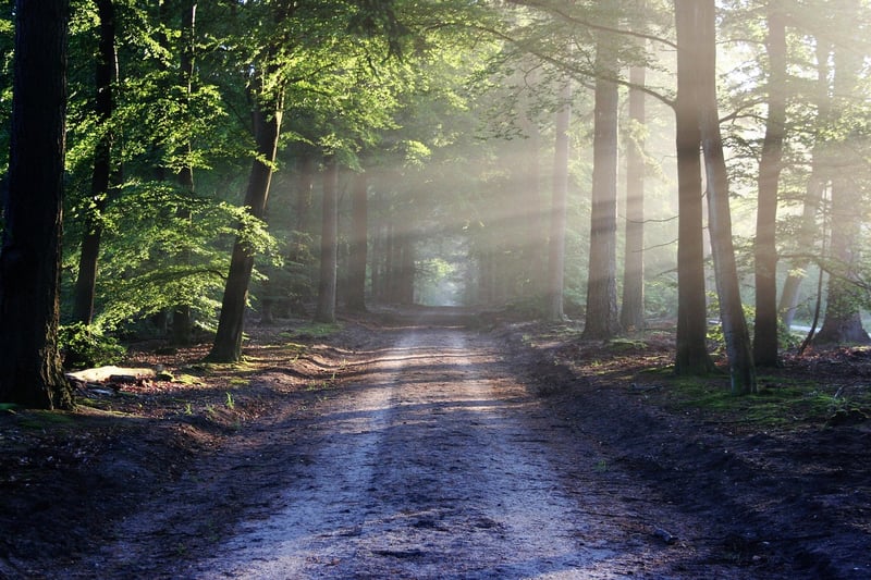 Forest Bathing Image